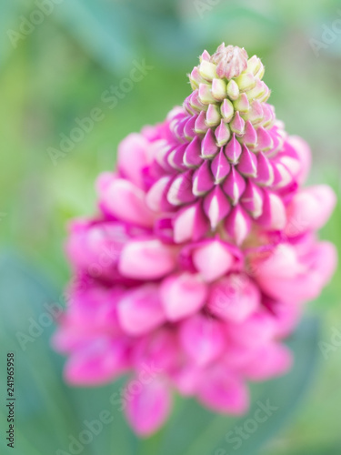Lupine rosa Blüte