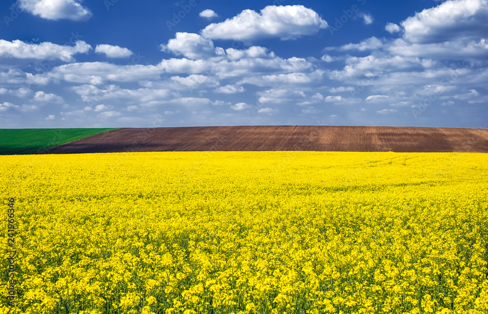 agricultural field with rapeseed in spring