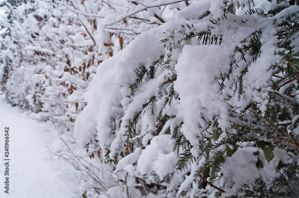 Winter forest covered with white snow on a winter holiday Winter forest covered with white snow on a winter holiday