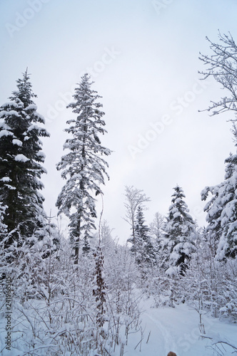 Winter forest covered with white snow on a winter holiday
