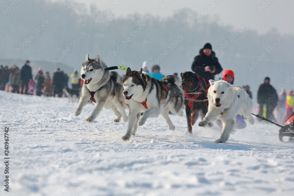 a group of dogs in harness running through the snow a group of dogs in harness running through the snow