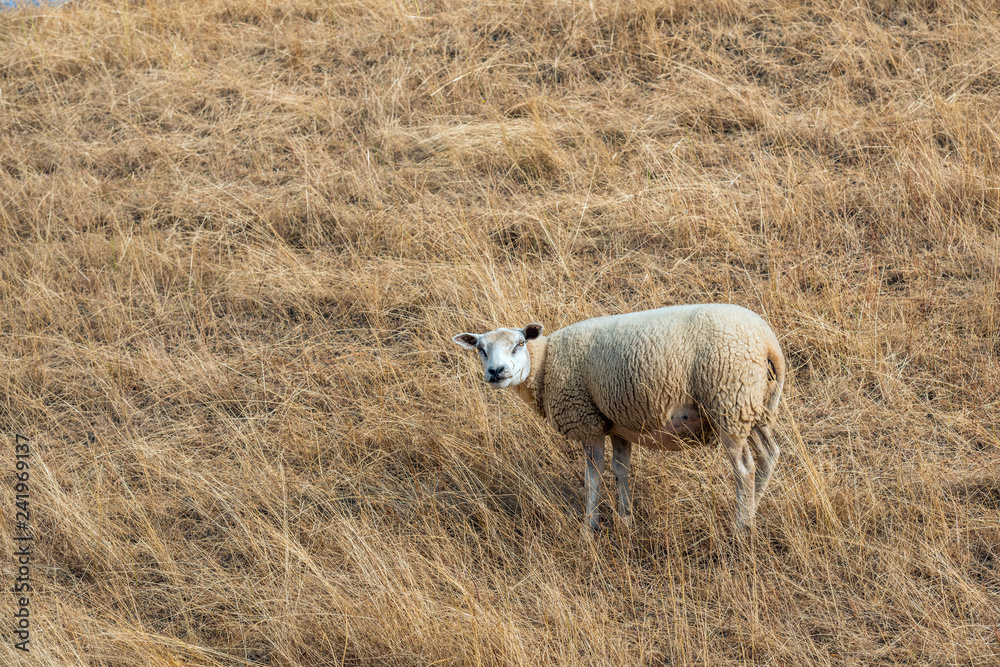 Obraz premium Sheep looking curiously at the photographer
