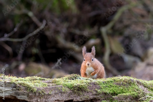 Red Squirrel (Sciurus vulgaris) facing camera on fallen moss covered log © Karen Miller