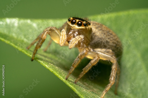 Garden Jumping Spider - Opisthoncus parcedentatus on a green leaf looking at the camera