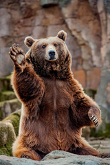 Big bear greeting