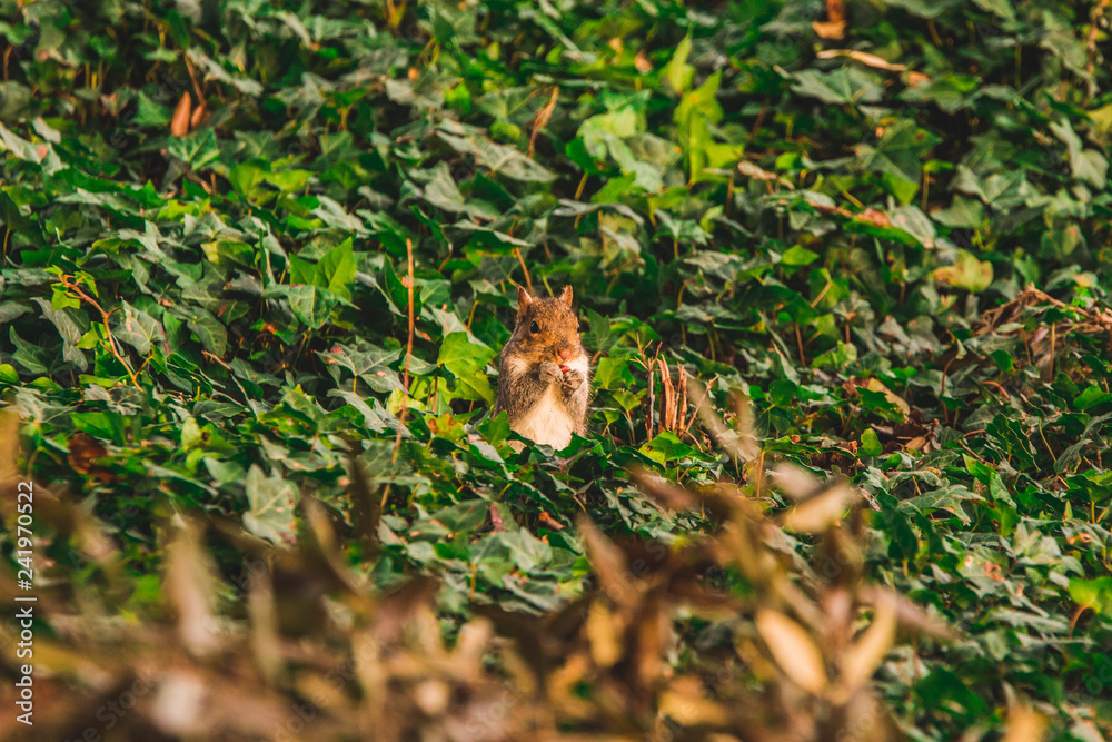Squirrel standing in grass and leafs on the ground. Eating nuts. Right profile.