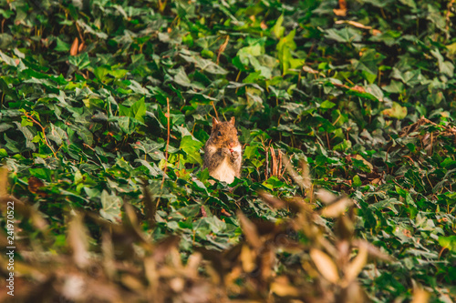 Squirrel standing in grass and leafs on the ground. Eating nuts. Right profile.
