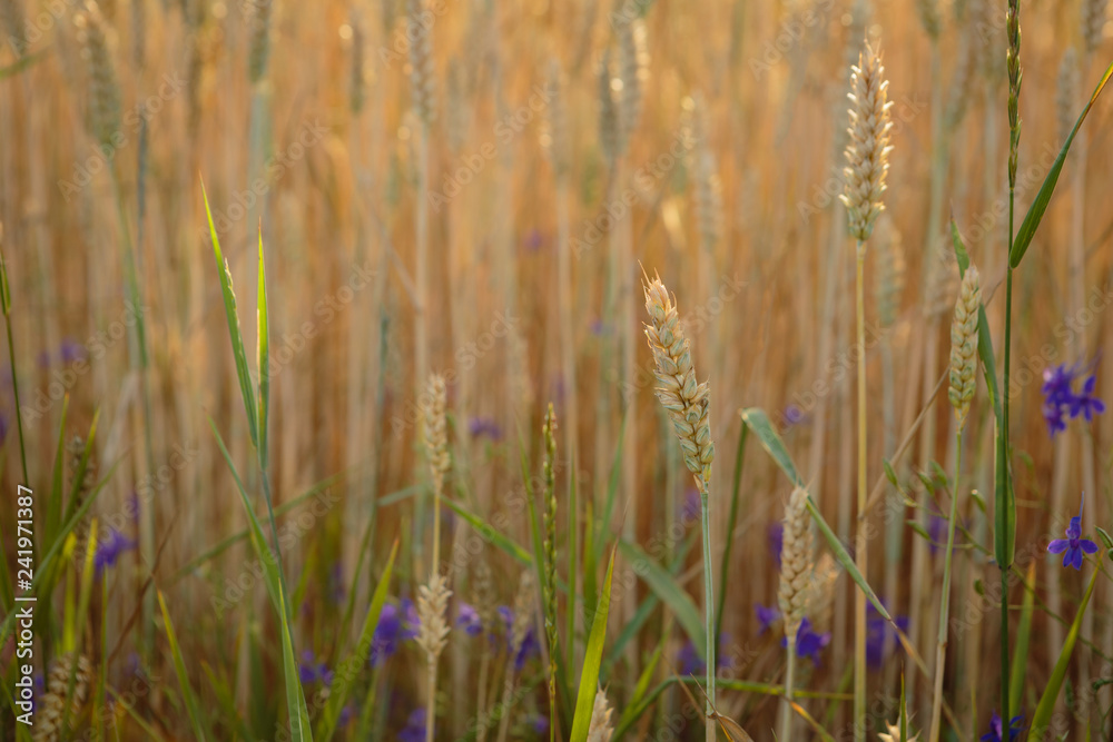 Summer landscape with ripe wheat Summer landscape with ripe wheat