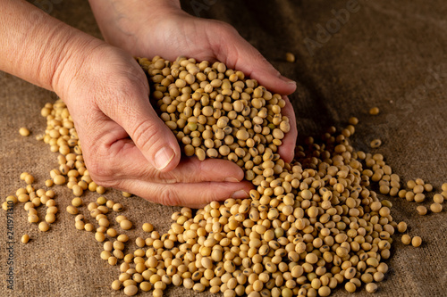 Raw soybeans in hands