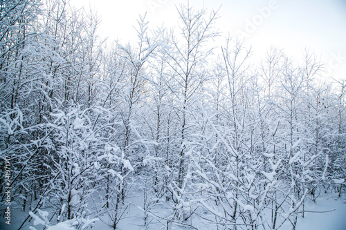 winter snowy forest. on the branches snow drifts.