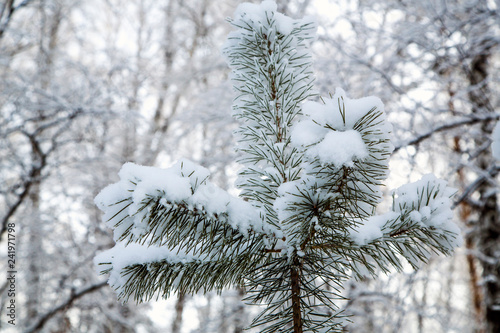 winter snowy forest. tree with green needles all in the snow. © Oleg