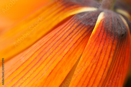 bright orange flower of a hazel grouse with beautiful petals, macro