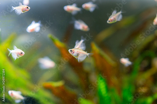 Little fish in fish tank or aquarium, underwater life concept.