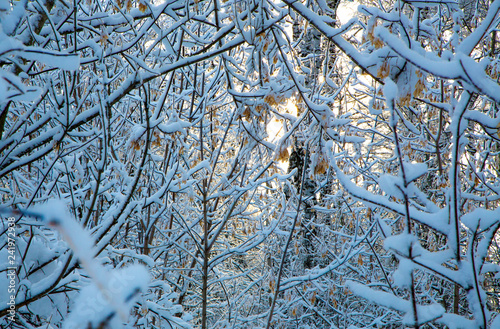 tree branch covered with white fluffy snow.