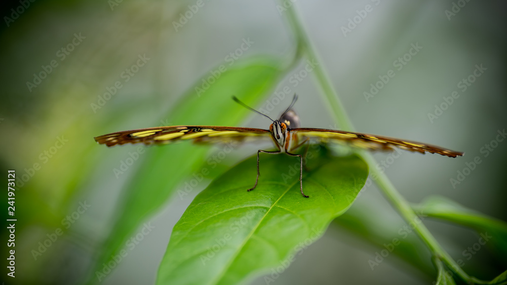 Brimstone butterfly Brimstone butterfly