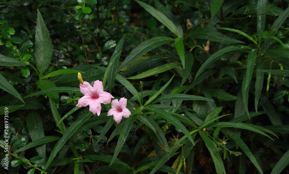 two pink pandanus flowers blooming in garden two pink pandanus flowers blooming in garden