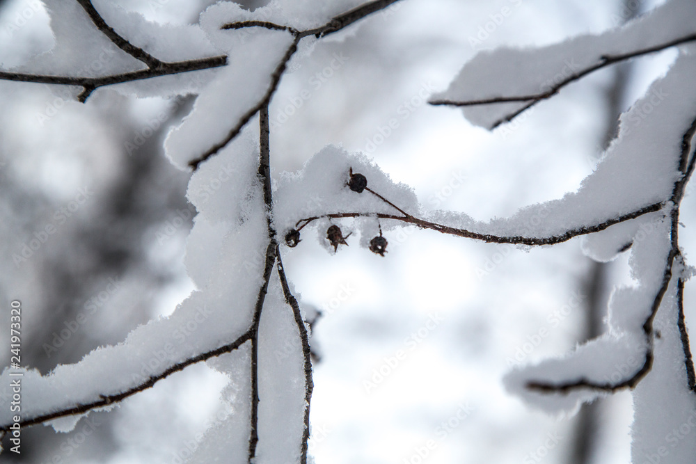tree branch covered with white fluffy snow.