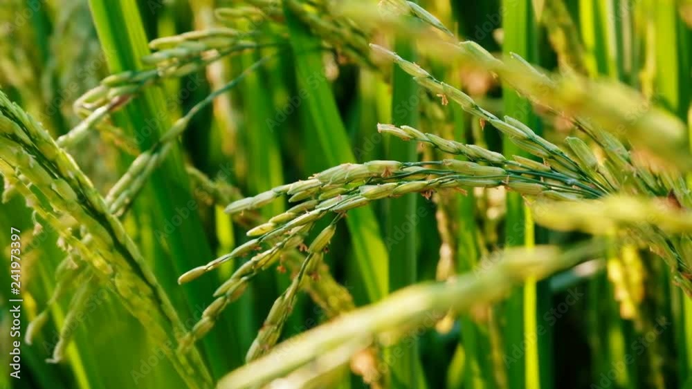 Close up Rice paddy field background in sunrise time, at chiang mai thailand, UHD 4K video with copy space Close up Rice paddy field background in sunrise time, at chiang mai thailand, UHD 4K video with copy space