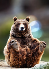 gracefully seated bear