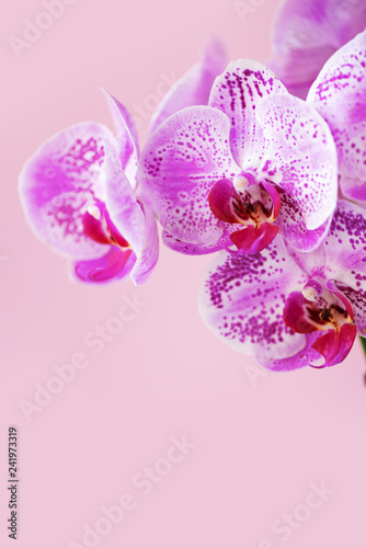 Fototapeta Naklejka Na Ścianę i Meble -  Violet orchid on pastel pink background. Banner with copy space. Spring, woman day concept.