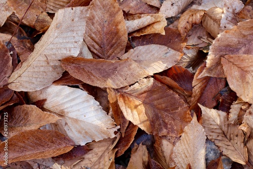 A close view of a pile of autumn leaves on the ground.