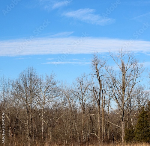 The long streaky white clouds in the sky over the treetops.