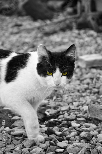 Yellow eyed cat