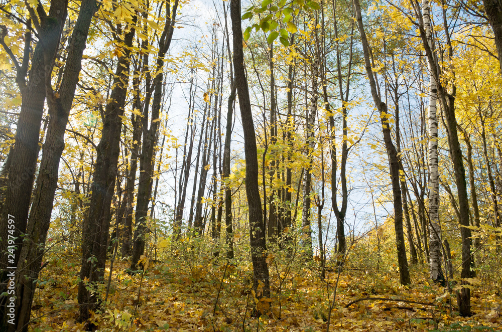 Fototapeta premium tall trees in the autumn forest