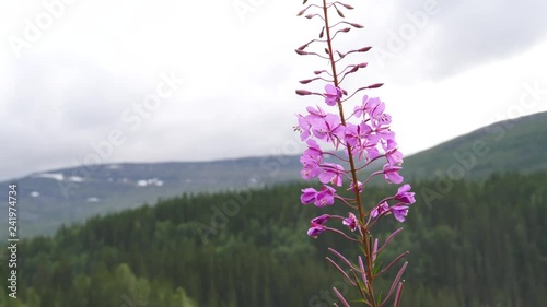The tall purple flowers rosebay willowherb on norwegian nature. photo