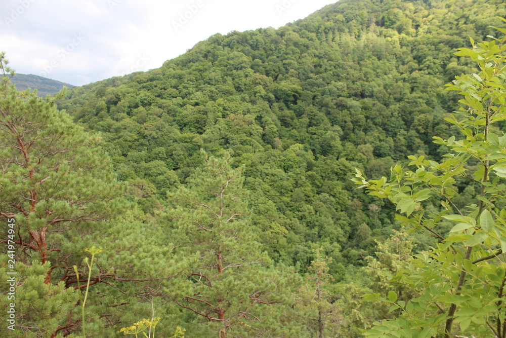 Obraz premium nature