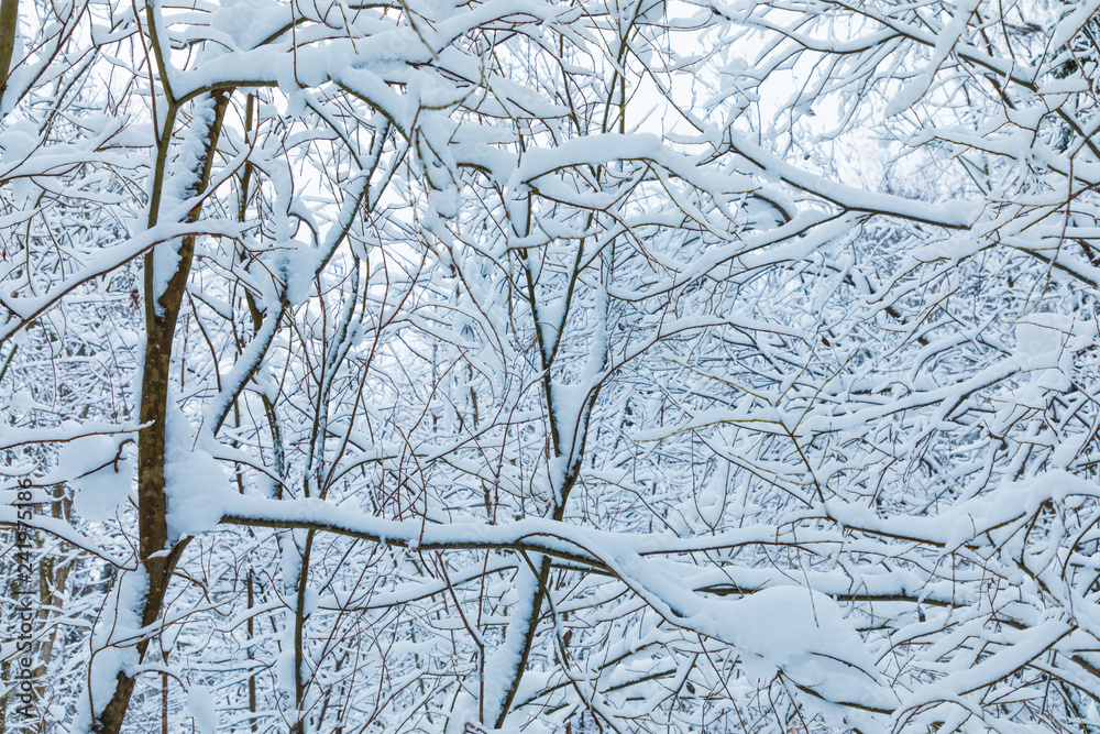 The white beautiful winter background of the branches of the trees in the forest or in the park under the snow and hoar The white beautiful winter background of the branches of the trees in the forest or in the park under the snow and hoar