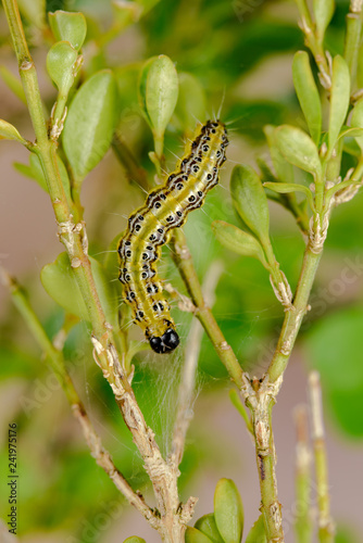 Raupe des Buchsbaumzünsler auf Buchsbaum, cydalima perspectalis Raupe auf Buchs, Buchsbaum wird von Zünslerraupe geschädigt, Buchsbaumschädling auf Buchs, box tree borer caterpillar