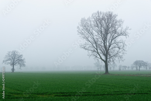 Nebel am Niederrhein