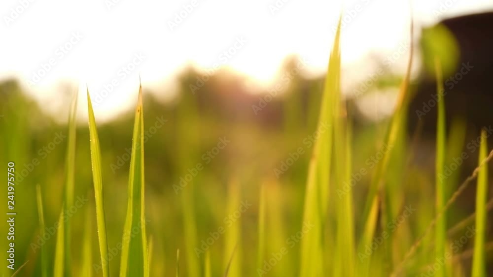 Rice paddy field landscape background in sunrise time, at chiang mai thailand, UHD 4K video with copy space Rice paddy field landscape background in sunrise time, at chiang mai thailand, UHD 4K video with copy space