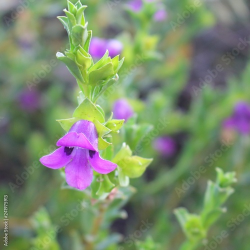Eremophila willsii endemic to Australia and growing in arid sandy regions photo