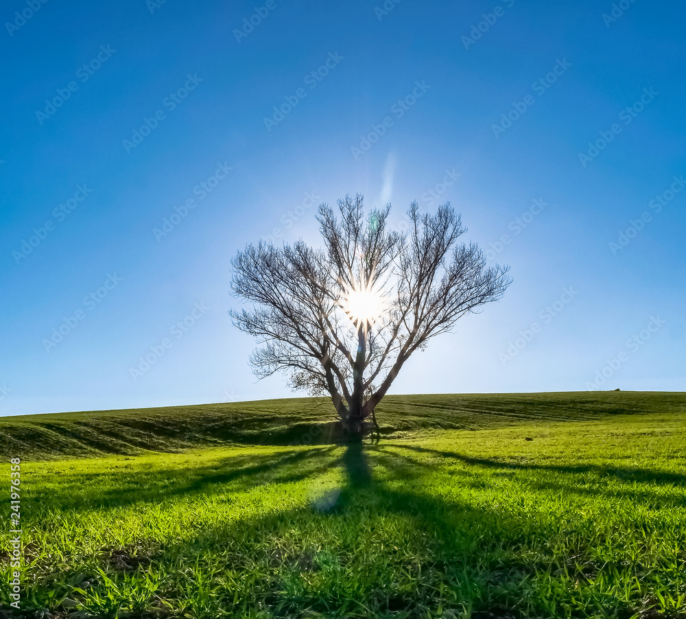 Landscape with the sun behind the tree Landscape with the sun behind the tree