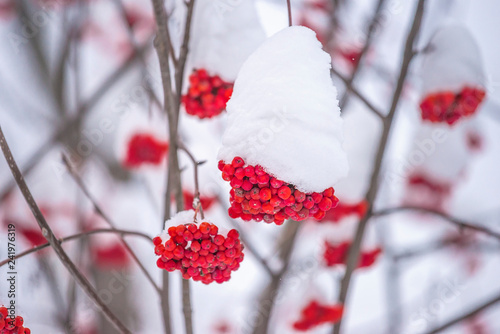 Beautiful red rowan berries covered by fresh snow