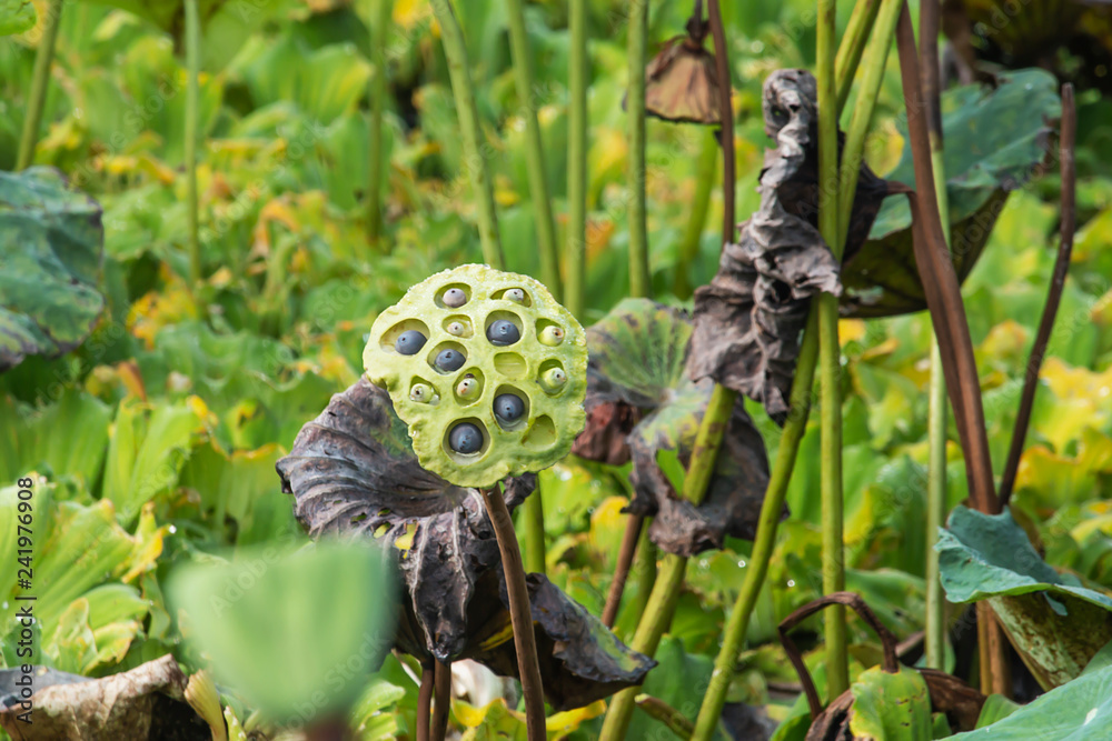 Fototapeta premium Dried lotus seeds in the pond.
