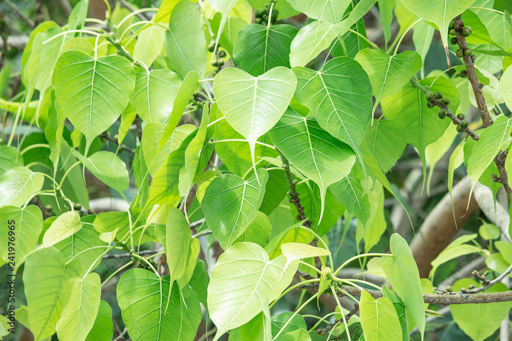 beautiful green leaves Bodhi Tree.