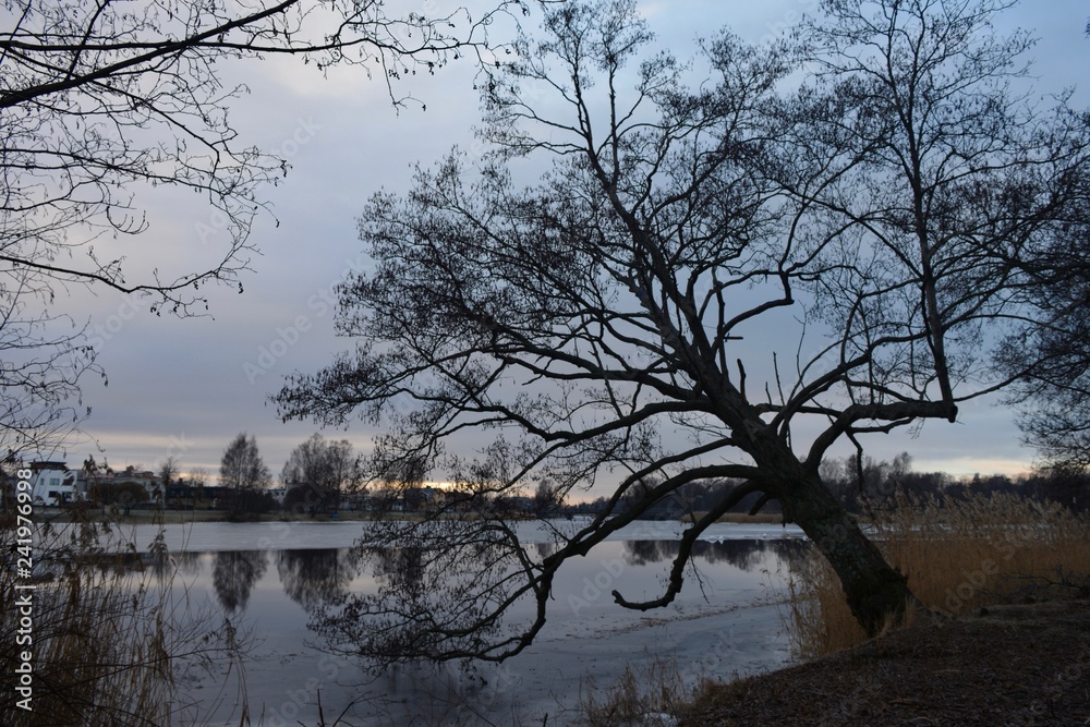Nature phoäoghtafy in Sweden 2019 Nature phoäoghtafy in Sweden 2019