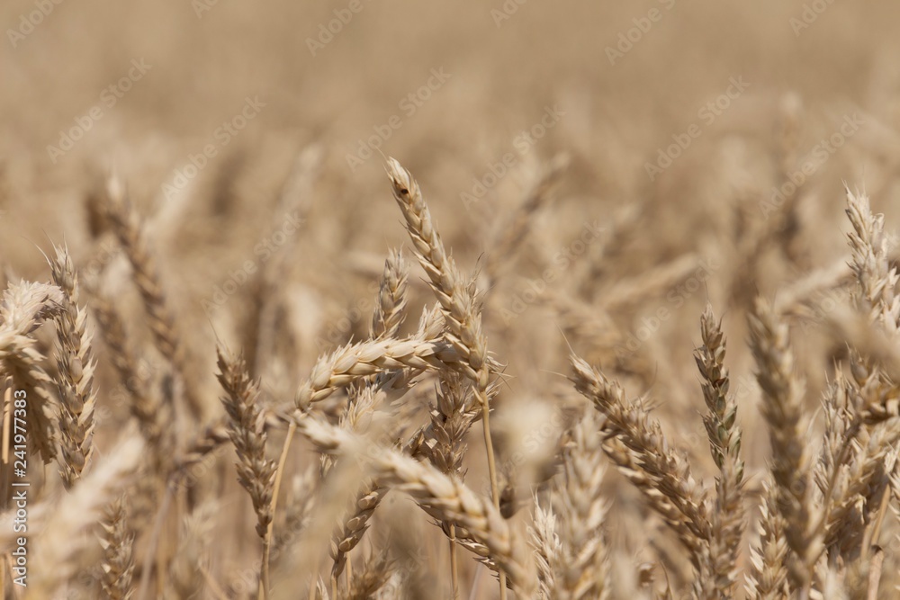 Fototapeta premium Ernten 