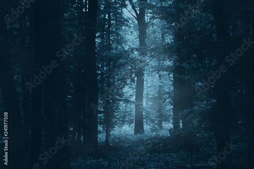 dark mysterious woods at night  scary forest landscape