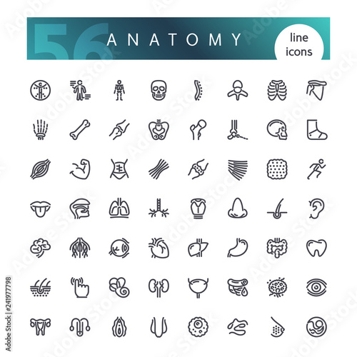 Set of 56 anatomy of the human body organs line icons suitable for web, infographics and apps. Isolated on white background. Clipping paths included. photo