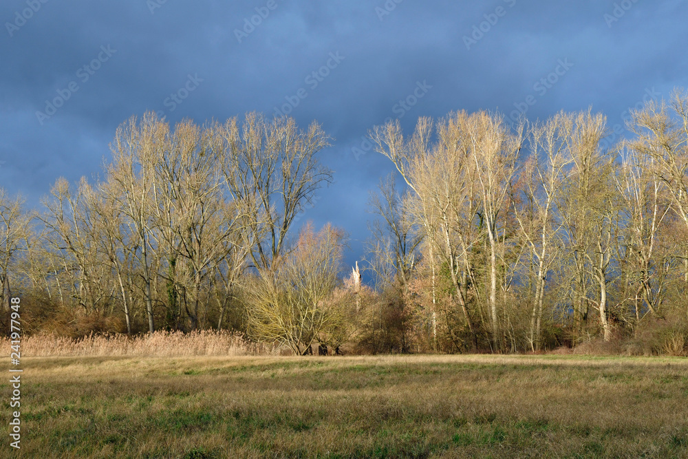 rheinuferlandschaft bei ginsheim im winter rheinuferlandschaft bei ginsheim im winter