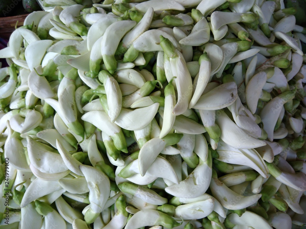 Sesbania grandiflora ( Vegetable hummingbird, Sesban, Agati, Agasta) common ingredients in Thailand local cuisine Sesbania grandiflora ( Vegetable hummingbird, Sesban, Agati, Agasta) common ingredients in Thailand local cuisine