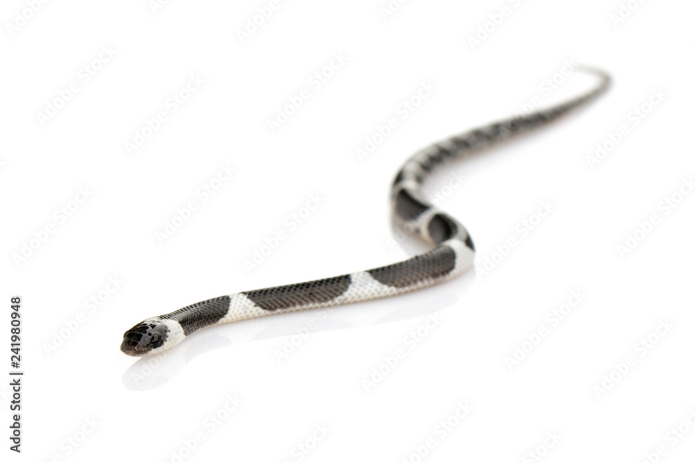 Obraz premium Obraz małego węża (Lycodon laoensis) na białym tle., Gad ,. Zwierząt