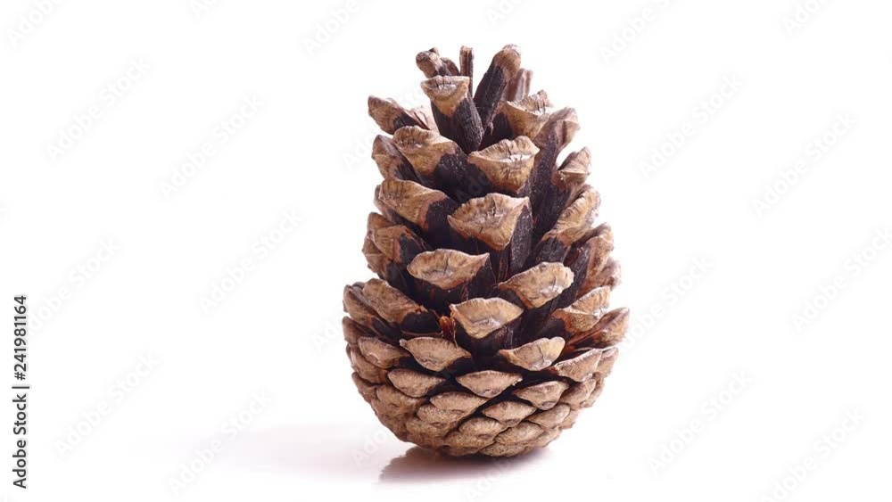 Pine Cone Opening