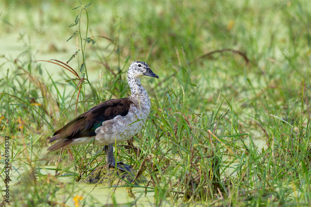 Naklejka premium female of bird knob-billed duck (Sarkidiornis melanotos), or African comb duck in natural habitat moremi game reserve, Botswana Africa safari wildlife