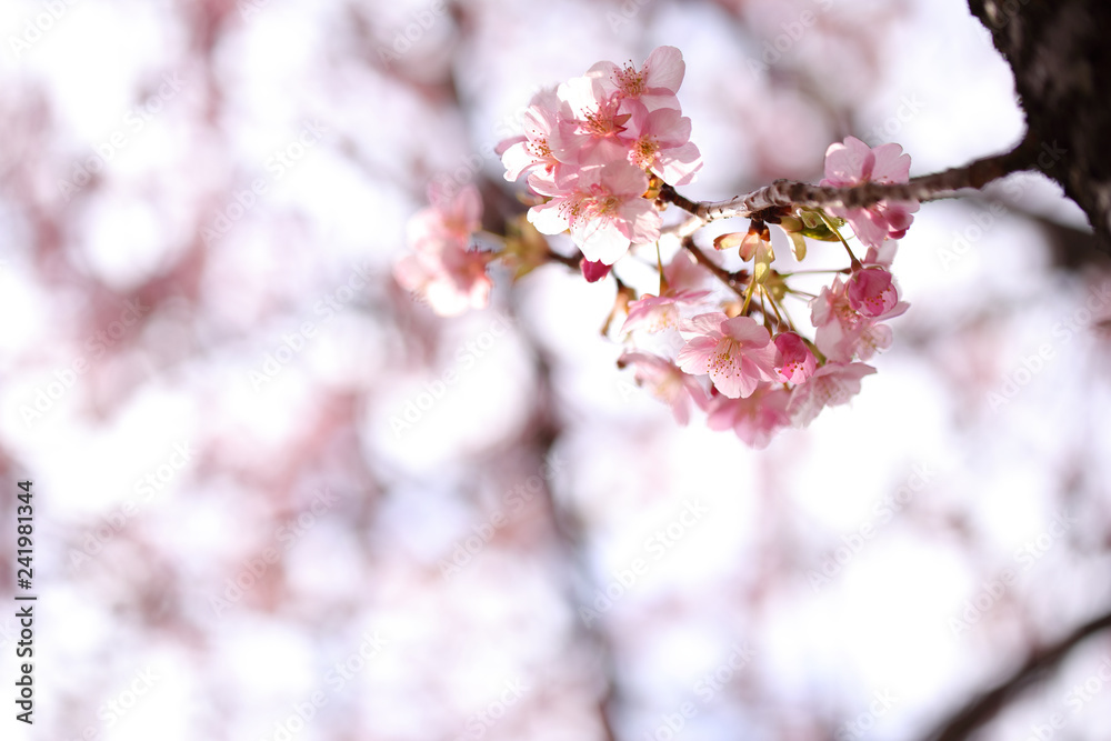 Obraz premium 河津桜
