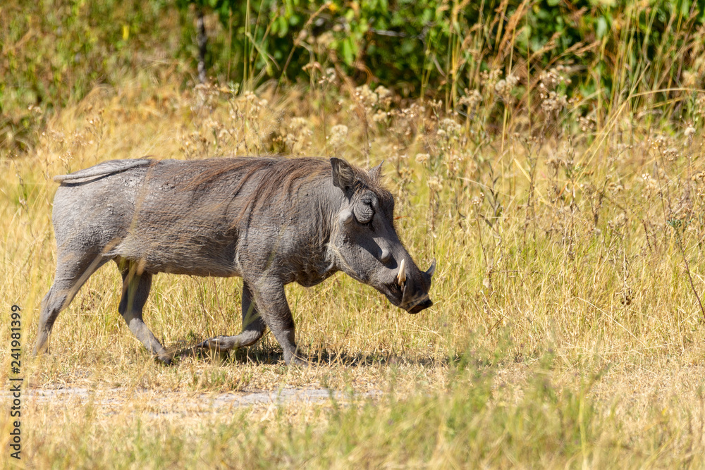 African common animal pig Warthog (Phacochoerus) in natural habitat Moremi game reserve, Botswana safari wildlife